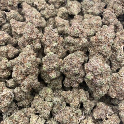 Gorilla (Indoor)