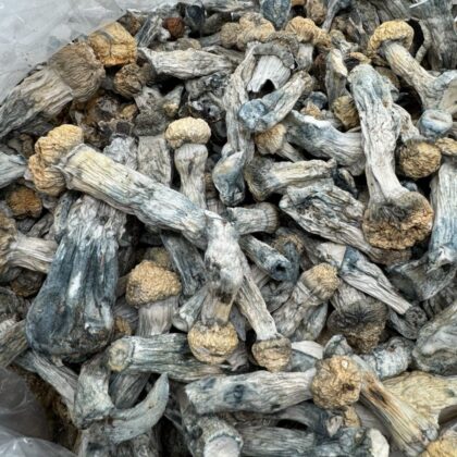 Mysteri fungi 
$450 per LB