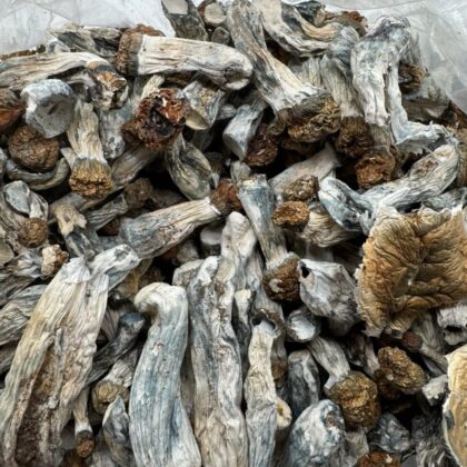 Golden teacher 
$450 per LB