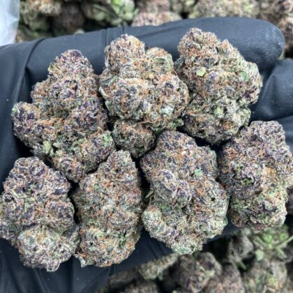Pink Nerds x Zelato