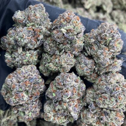 Pink Zerds x Gelato