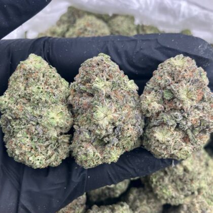 Italian Ice Italian Ice
$750 Intown || $800 Shipped
Breakdown
$450 HP
$275 QP